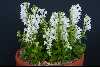 <em>Scutellaria indica parviflora</em> 'Alba'